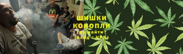 сатива Бородино